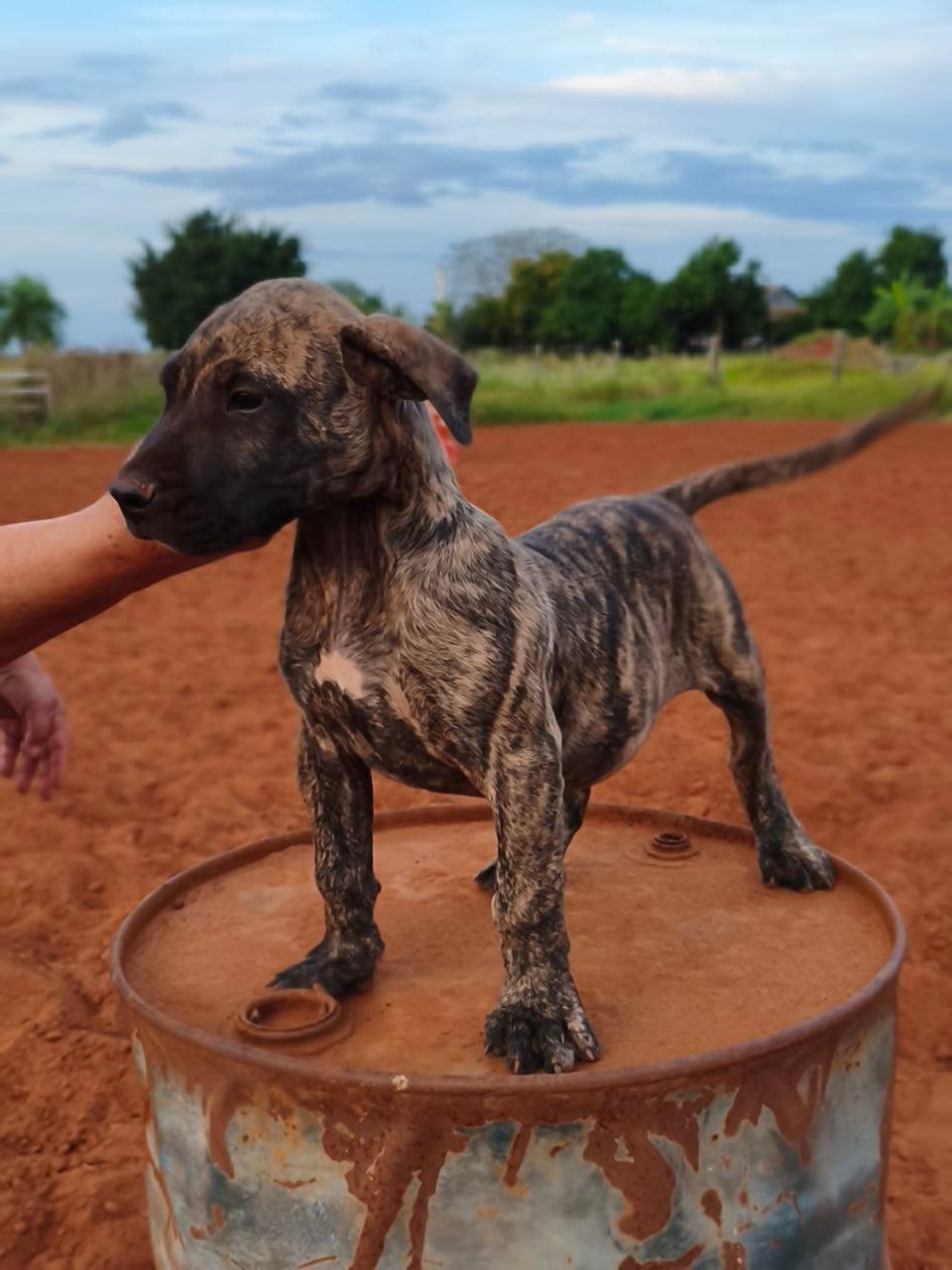 RAVI KENNEL CASA DOS PRESAS — foto 4